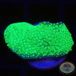 Montipora spp. “Toxic” WYSIWYG