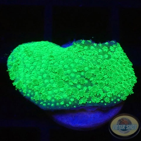 Montipora spp. “Toxic” WYSIWYG