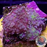 Ricordea yuma 🌈 „Rainbow“ WYSIWYG „AD Special“