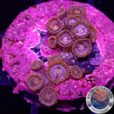 Krustenanemonen „Snitches“ WYSIWYG