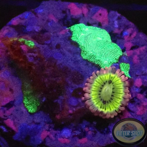 Krustenanemonen „Lemon Heads & Pavona“ WYSIWYG „AD Special“