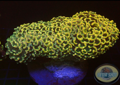 Euphyllia ancora „Rainbow“ WYSIWYG „AD Special“