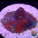 Echinophyllia aspera “Rainbow Bugatti” WYSIWYG