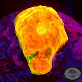 Echinophyllia spp. „Stained Glass“ WYSIWYG