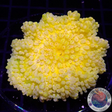 Radianthus crispa WYSIWYG