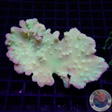 Sinularia brassica „Toxic Leaf“ WYSIWYG