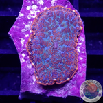 Rhodactis spp. „Forest Fire“