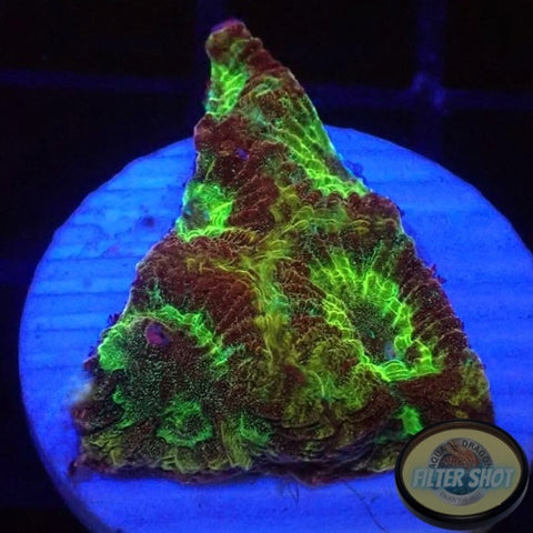Favia spp. “Scorpion”
