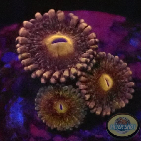 Krustenanemonen “Wonka” WYSIWYG “AD Special”