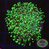 Rhodactis spp. „Fuzzy“ WYSIWYG