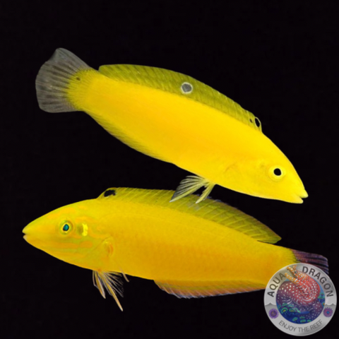 Halichoeres chrysus „Kanarien-Lippfisch“ Paar