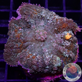 Rhodactis spp. „Carpet Bounce“ WYSIWYG