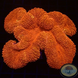 Lobophyllia spp. „Firestarter“ 🔥 WYSIWYG „AD Special“