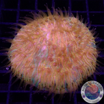 Fungia spp. „Plazma“ WYSIWYG