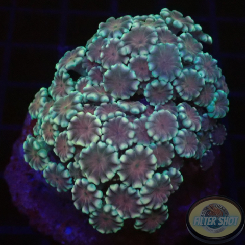 Alveopora spp. „Bordeaux“ WYSIWYG „AD Special“