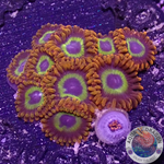 Krustenanemonen „Fruit Loops“ WYSIWYG