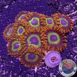 Krustenanemonen „Fruit Loops“ WYSIWYG