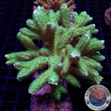 Hydnopora spp. „Toxic Tree“ WYSIWYG