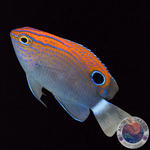 Pomacentrus bankanensis „Gefleckte Demoiselle“
