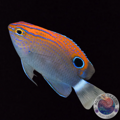 Pomacentrus bankanensis „Gefleckte Demoiselle“