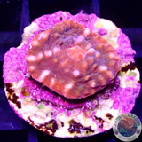 Echinophyllia spp. „Eye of Sauron“ WYSIWYG „AD Special“