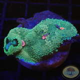 Ricordea florida „Vampire Kiss“ WYSIWYG