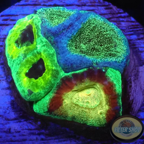 Favia spp. “Fusion” WYSIWYG