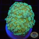 Euphyllia baliensis „Banana“