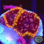 Krustenanemonen „Acid Reflux“ AD Special