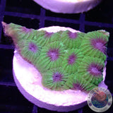 Favia spp. „Blueberry“ AD Special
