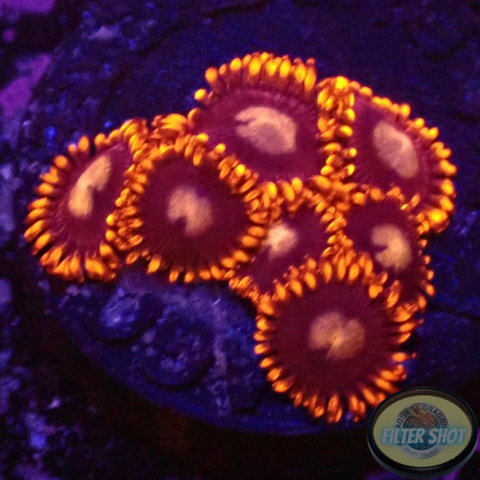 Krustenanemonen „Fire“