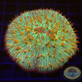 Fungia spp. “Jigsaw” WYSIWYG