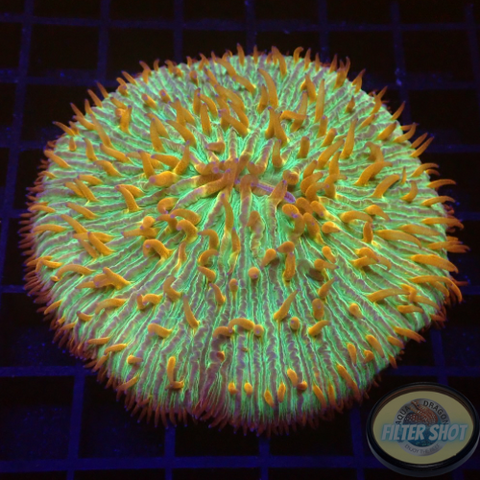 Fungia spp. “Jigsaw” WYSIWYG