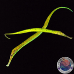 Syngnathoides biaculeatus „Dreieckige Seenadel“ Paar