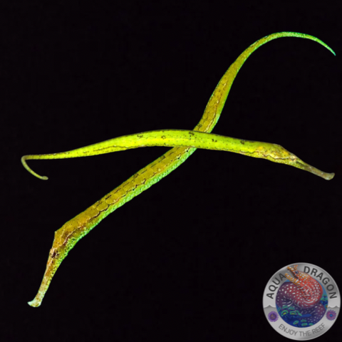 Syngnathoides biaculeatus „Dreieckige Seenadel“ Paar