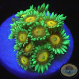 Goniopora spp. „Sunflower“ AD Special