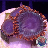 Krustenanemonen „Afro Dizzy“ AD Special“