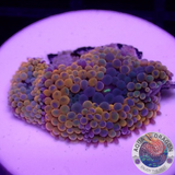 Ricordea florida „Shyne“ WYSIWYG „AD Special“