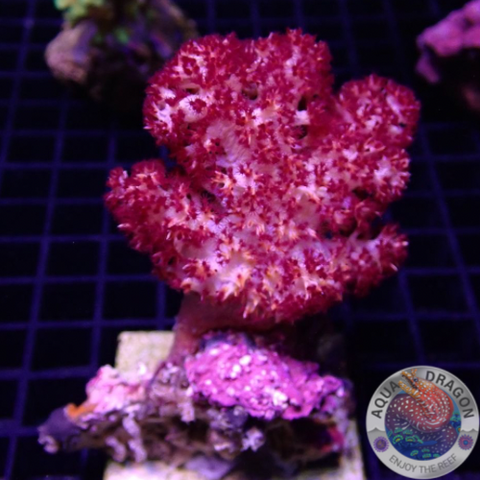 Dendronephthya spp. „Blossom“ WYSIWYG