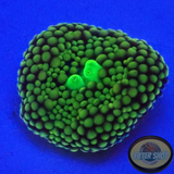 Ricordea florida „Foamy Pearl“ AD Special