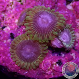 Krustenanemonen „Rockys“ WYSIWYG