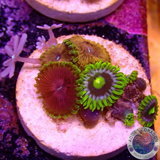 Krustenanemonen „Scarface Chili Pie Knopia“ WYSIWYG „AD Special“