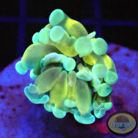 Euphyllia baliensis “Baby Banana” WYSIWYG