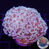 Euphyllia balinsis „Banana“ WYSIWYG