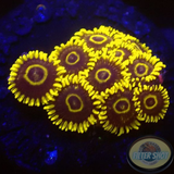 Krustenanemonen „Crazy Hornet“ 🐝 „AD Special“