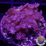 Alveopora spp. „Dark Cream“