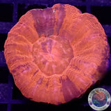 Homophyllia australis „Deadpool“ WYSIWYG