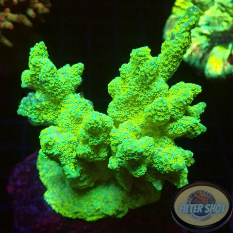 Montipora malampaya „Citrus“ WYSIWYG „AD Special“