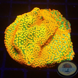 Montipora spp. „Marvelous“ WYSIWYG „AD Special“