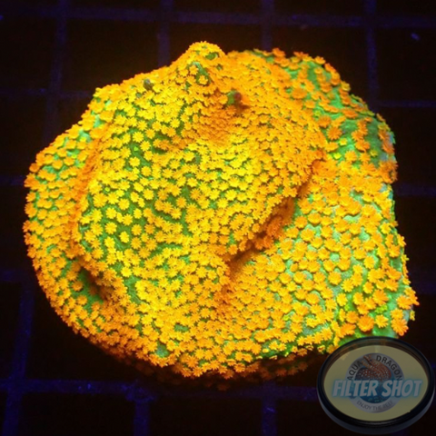 Montipora spp. „Marvelous“ WYSIWYG „AD Special“